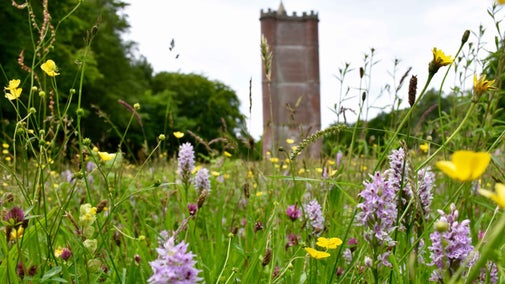 A wildflower meadow with lots of purple and yellow flowers surrounding King Alfred's Tower at Stourhead